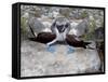 Blue-Footed Boobies in Skypointing Display, Galapagos Islands, Ecuador-Jim Zuckerman-Framed Stretched Canvas