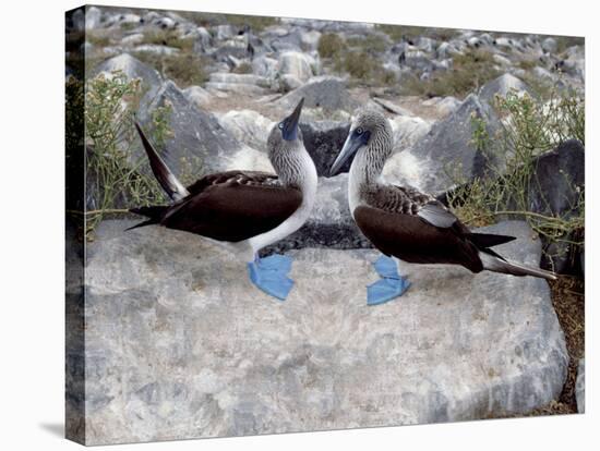 Blue-Footed Boobies in Skypointing Display, Galapagos Islands, Ecuador-Jim Zuckerman-Stretched Canvas