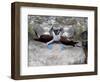 Blue-Footed Boobies in Skypointing Display, Galapagos Islands, Ecuador-Jim Zuckerman-Framed Photographic Print