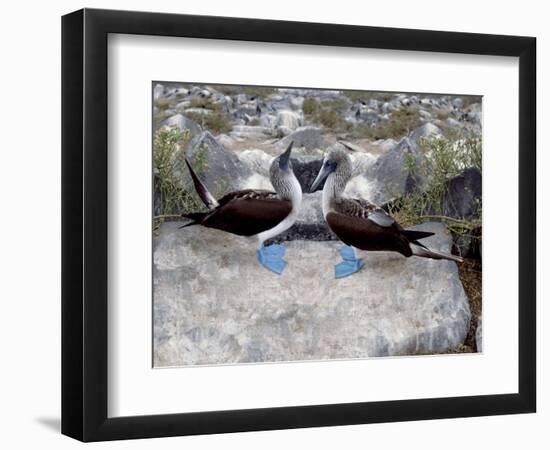 Blue-Footed Boobies in Skypointing Display, Galapagos Islands, Ecuador-Jim Zuckerman-Framed Photographic Print