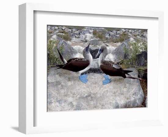 Blue-Footed Boobies in Skypointing Display, Galapagos Islands, Ecuador-Jim Zuckerman-Framed Photographic Print