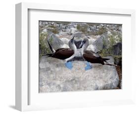 Blue-Footed Boobies in Skypointing Display, Galapagos Islands, Ecuador-Jim Zuckerman-Framed Photographic Print