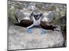 Blue-Footed Boobies in Skypointing Display, Galapagos Islands, Ecuador-Jim Zuckerman-Mounted Photographic Print