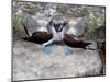 Blue-Footed Boobies in Skypointing Display, Galapagos Islands, Ecuador-Jim Zuckerman-Mounted Photographic Print