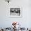 Blue-Footed Boobies in Skypointing Display, Galapagos Islands, Ecuador-Jim Zuckerman-Framed Photographic Print displayed on a wall