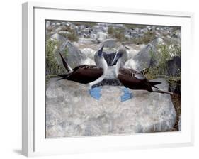 Blue-Footed Boobies in Skypointing Display, Galapagos Islands, Ecuador-Jim Zuckerman-Framed Photographic Print