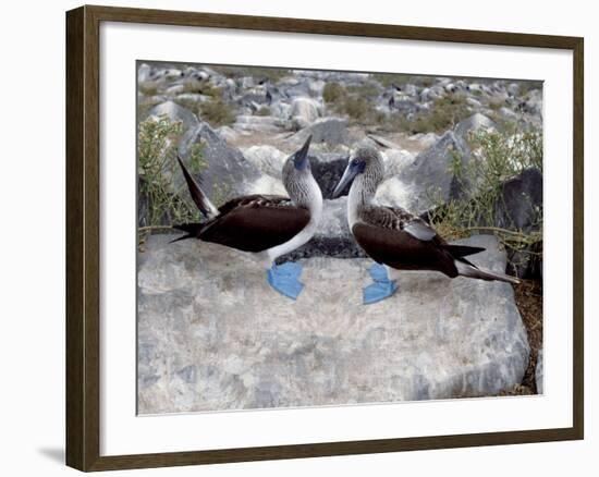 Blue-Footed Boobies in Skypointing Display, Galapagos Islands, Ecuador-Jim Zuckerman-Framed Photographic Print