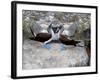 Blue-Footed Boobies in Skypointing Display, Galapagos Islands, Ecuador-Jim Zuckerman-Framed Photographic Print