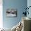 Blue-Footed Boobies in Skypointing Display, Galapagos Islands, Ecuador-Jim Zuckerman-Mounted Photographic Print displayed on a wall