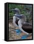 Blue-Footed Boobies of the Galapagos Islands, Ecuador-Stuart Westmoreland-Framed Stretched Canvas