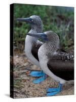 Blue-Footed Boobies of the Galapagos Islands, Ecuador-Stuart Westmoreland-Stretched Canvas