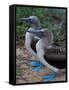 Blue-Footed Boobies of the Galapagos Islands, Ecuador-Stuart Westmoreland-Framed Stretched Canvas