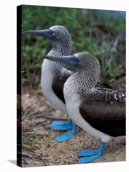 Blue-Footed Boobies of the Galapagos Islands, Ecuador-Stuart Westmoreland-Stretched Canvas