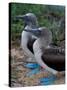 Blue-Footed Boobies of the Galapagos Islands, Ecuador-Stuart Westmoreland-Stretched Canvas