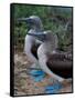 Blue-Footed Boobies of the Galapagos Islands, Ecuador-Stuart Westmoreland-Framed Stretched Canvas