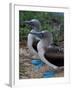 Blue-Footed Boobies of the Galapagos Islands, Ecuador-Stuart Westmoreland-Framed Premium Photographic Print