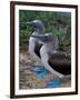 Blue-Footed Boobies of the Galapagos Islands, Ecuador-Stuart Westmoreland-Framed Premium Photographic Print