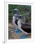 Blue-Footed Boobies of the Galapagos Islands, Ecuador-Stuart Westmoreland-Framed Premium Photographic Print