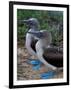 Blue-Footed Boobies of the Galapagos Islands, Ecuador-Stuart Westmoreland-Framed Premium Photographic Print