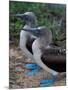 Blue-Footed Boobies of the Galapagos Islands, Ecuador-Stuart Westmoreland-Mounted Premium Photographic Print