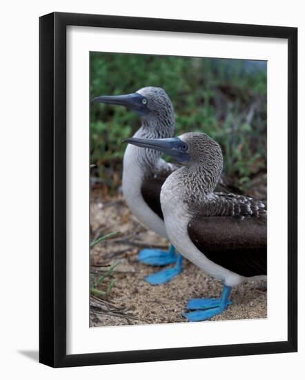 Blue-Footed Boobies of the Galapagos Islands, Ecuador-Stuart Westmoreland-Framed Photographic Print