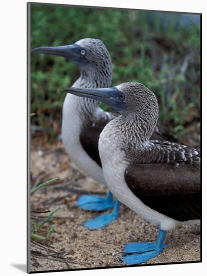 Blue-Footed Boobies of the Galapagos Islands, Ecuador-Stuart Westmoreland-Mounted Photographic Print