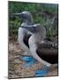 Blue-Footed Boobies of the Galapagos Islands, Ecuador-Stuart Westmoreland-Mounted Photographic Print