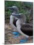 Blue-Footed Boobies of the Galapagos Islands, Ecuador-Stuart Westmoreland-Mounted Photographic Print