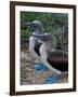 Blue-Footed Boobies of the Galapagos Islands, Ecuador-Stuart Westmoreland-Framed Photographic Print