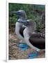 Blue-Footed Boobies of the Galapagos Islands, Ecuador-Stuart Westmoreland-Framed Photographic Print