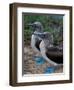 Blue-Footed Boobies of the Galapagos Islands, Ecuador-Stuart Westmoreland-Framed Photographic Print