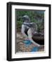 Blue-Footed Boobies of the Galapagos Islands, Ecuador-Stuart Westmoreland-Framed Photographic Print