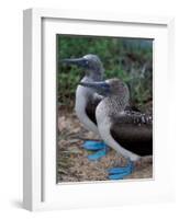 Blue-Footed Boobies of the Galapagos Islands, Ecuador-Stuart Westmoreland-Framed Photographic Print