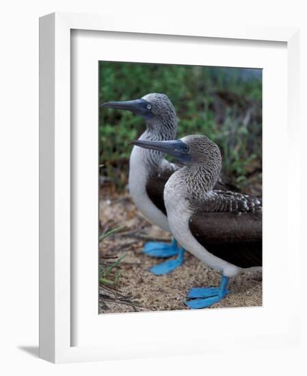 Blue-Footed Boobies of the Galapagos Islands, Ecuador-Stuart Westmoreland-Framed Photographic Print