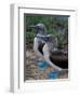 Blue-Footed Boobies of the Galapagos Islands, Ecuador-Stuart Westmoreland-Framed Photographic Print