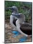 Blue-Footed Boobies of the Galapagos Islands, Ecuador-Stuart Westmoreland-Mounted Photographic Print