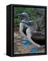 Blue-Footed Boobies of the Galapagos Islands, Ecuador-Stuart Westmoreland-Framed Stretched Canvas