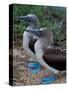 Blue-Footed Boobies of the Galapagos Islands, Ecuador-Stuart Westmoreland-Stretched Canvas