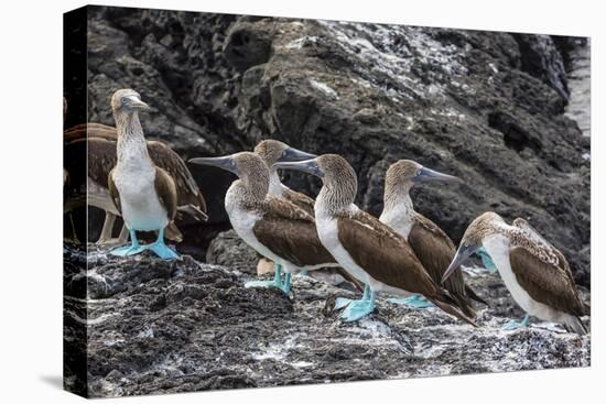 Blue-Footed Boobies (Sula Nebouxii) at Puerto Egas-Michael Nolan-Stretched Canvas