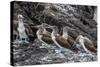 Blue-Footed Boobies (Sula Nebouxii) at Puerto Egas-Michael Nolan-Stretched Canvas