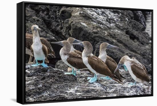 Blue-Footed Boobies (Sula Nebouxii) at Puerto Egas-Michael Nolan-Framed Stretched Canvas