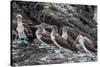 Blue-Footed Boobies (Sula Nebouxii) at Puerto Egas-Michael Nolan-Stretched Canvas