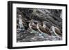 Blue-Footed Boobies (Sula Nebouxii) at Puerto Egas-Michael Nolan-Framed Photographic Print