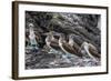 Blue-Footed Boobies (Sula Nebouxii) at Puerto Egas-Michael Nolan-Framed Photographic Print