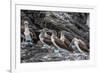 Blue-Footed Boobies (Sula Nebouxii) at Puerto Egas-Michael Nolan-Framed Photographic Print