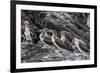 Blue-Footed Boobies (Sula Nebouxii) at Puerto Egas-Michael Nolan-Framed Photographic Print
