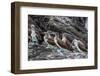 Blue-Footed Boobies (Sula Nebouxii) at Puerto Egas-Michael Nolan-Framed Photographic Print