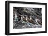 Blue-Footed Boobies (Sula Nebouxii) at Puerto Egas-Michael Nolan-Framed Photographic Print