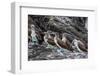 Blue-Footed Boobies (Sula Nebouxii) at Puerto Egas-Michael Nolan-Framed Photographic Print