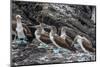 Blue-Footed Boobies (Sula Nebouxii) at Puerto Egas-Michael Nolan-Mounted Photographic Print